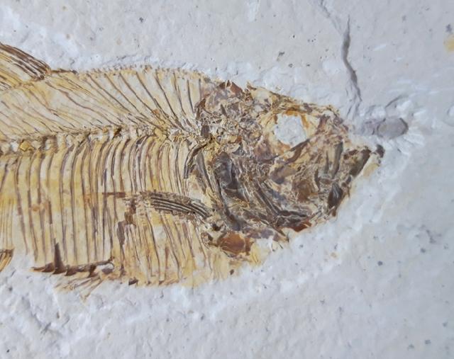 Diplomystus dentatus COPE 1877 - Bild © FossNet FossilienStore